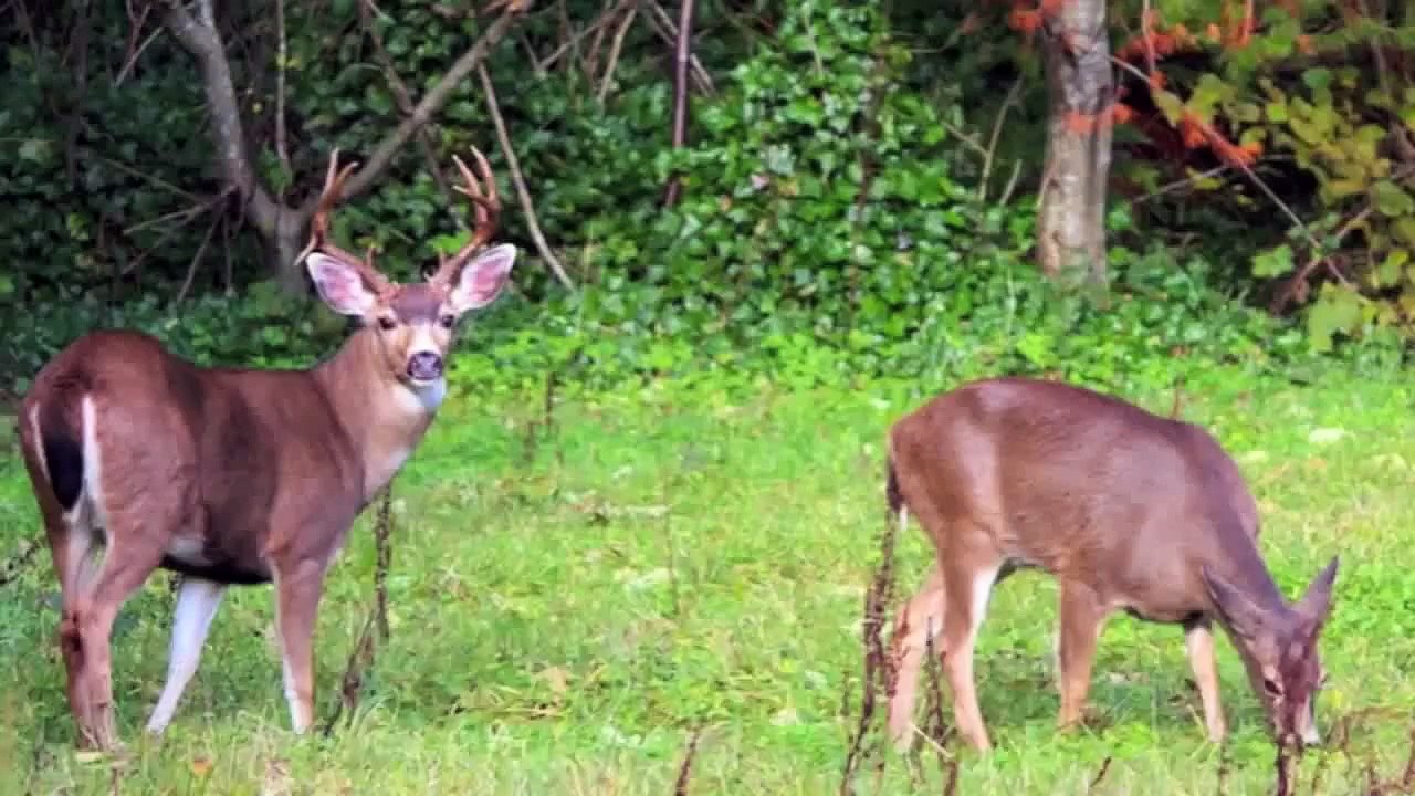 deer,scenes around powell river bc