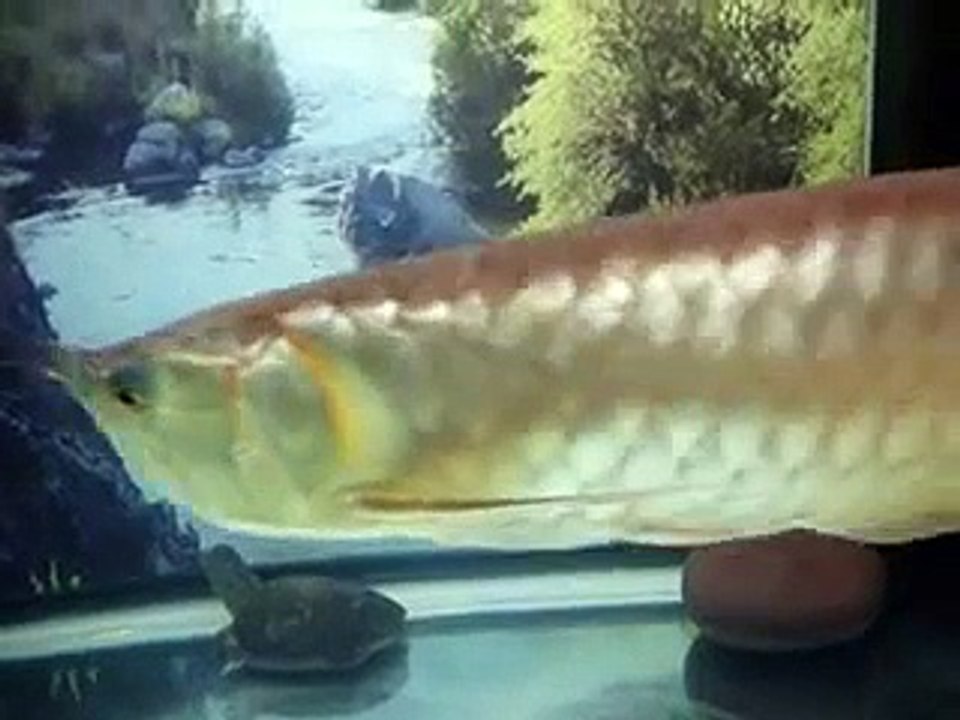 Vasthu Aruwana Aquarium Design By Jabbar, Aquarium Design India,(Spencer Plaza) Chennai,India