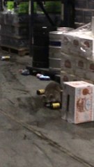 Un raton laveur saoul dans un entrepôt...