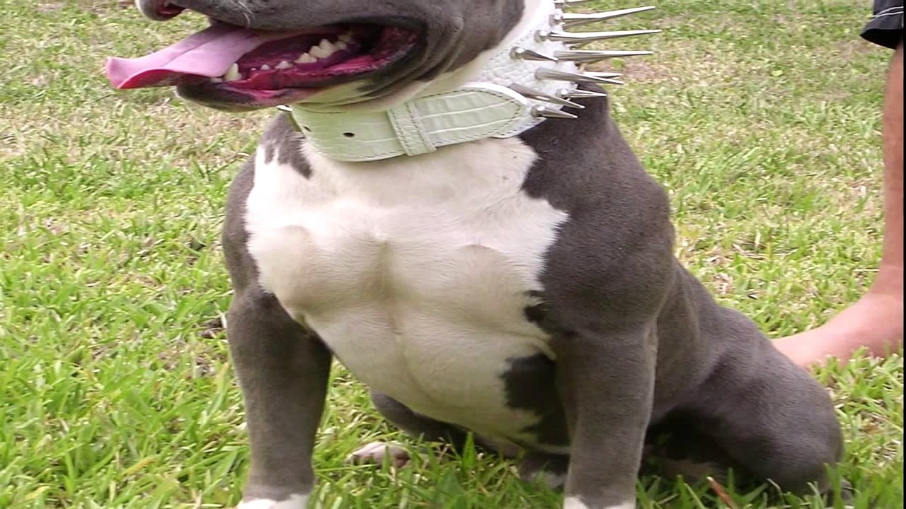 Kurdish KANGAL vs  American Pitbull Terrier Dog 2014