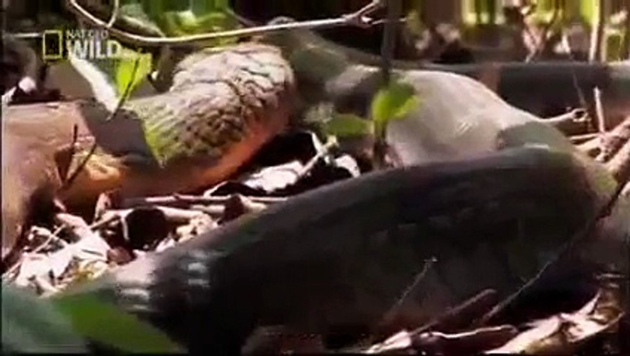 Animal Planet 2015 - Discovery Channel - Wildlife Animals - King Cobra Documentary [720 HD