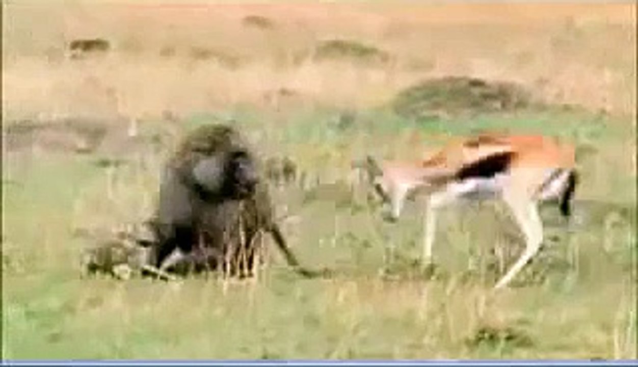 gazelle vs baboon