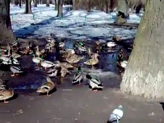 Inwazja - kaczki w Parku Saskim