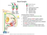 Basal Ganglia Step-By-Step Approach