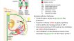 Basal Ganglia Step-By-Step Approach