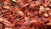 Invasion de crabes rouges sur les plages de Californie
