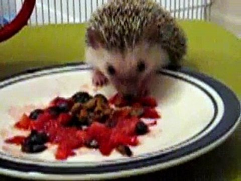 Prickles is eating strawberries/blueberries!