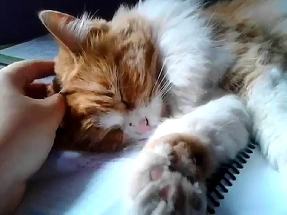 Funny cat sleeping