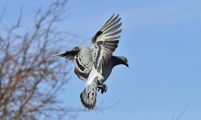 Taklacı Güvercinler