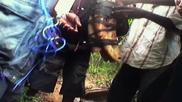 ADN de elefantes en combate al comercio ilegal de marfil