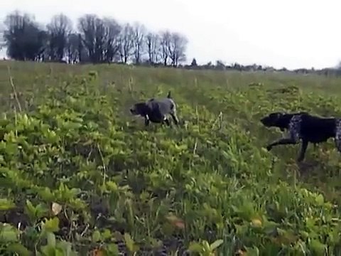 Braque Allemand : chasse au faisan