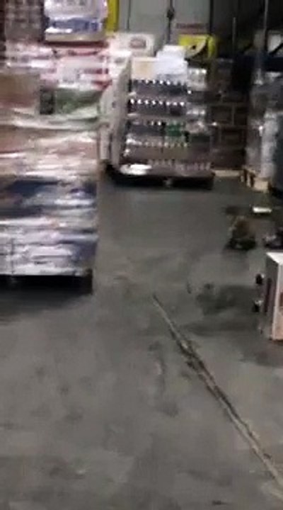 Mira la reacción de este mapache al beber licor