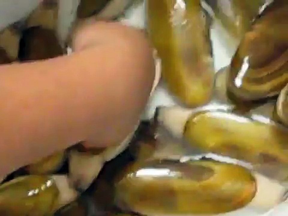 GIGANTIC CLAMS THAT PEE