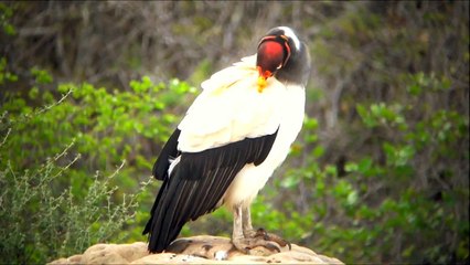 King Vulture - Urubu-rei - Sarcoramphus papa