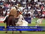 El Caballo Peruano de Paso baila marinera