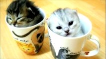 Cute Kittens so adorable precious little kitties