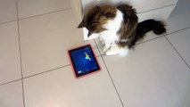 Funny cat video: Maine Coon, Mr Fox loves his new App for Cats