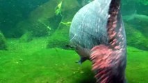 Arapaima (Arapaima gigas) - Berlin Aquarium (HD)