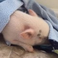 Pickle the Mini Pig suddenly wakes up for raisins