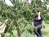 Raccolta delle ciliegie a Bonarcado