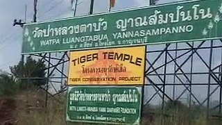 Most Amazing Thailand Tiger Temple monks and tigers roam free together