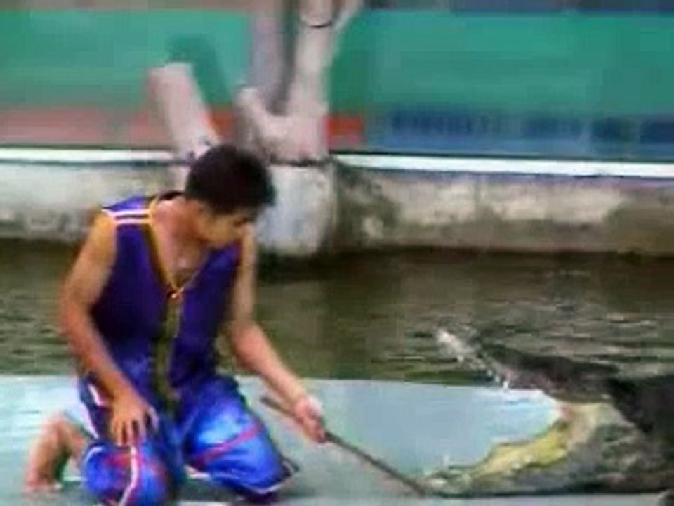 Crocodile