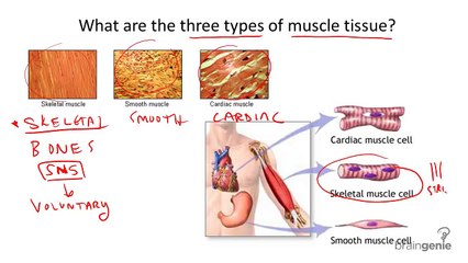 8.4.1 Three Types of Muscle Tissue
