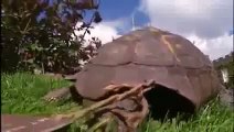 Galapagos Islands Rare Animals - Giant Tortoise Wildlife Nature Documentary