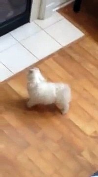 My Dog Barking At Dog Sounds