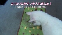 おやつに夢中！ 白猫ユキ White cat Yuki eats treats absorbedly