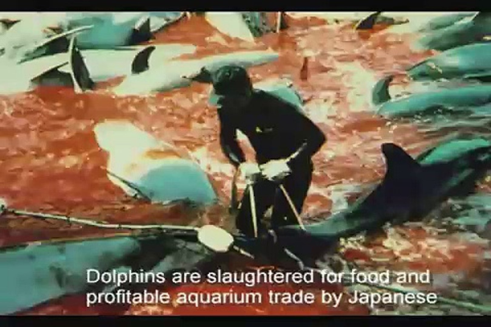 Dolphin Show at Vancouver Aquarium: Dolphin Freedom NOT Captivity!