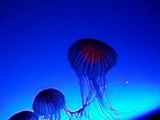 Dancing jelly fish with beautiful background music