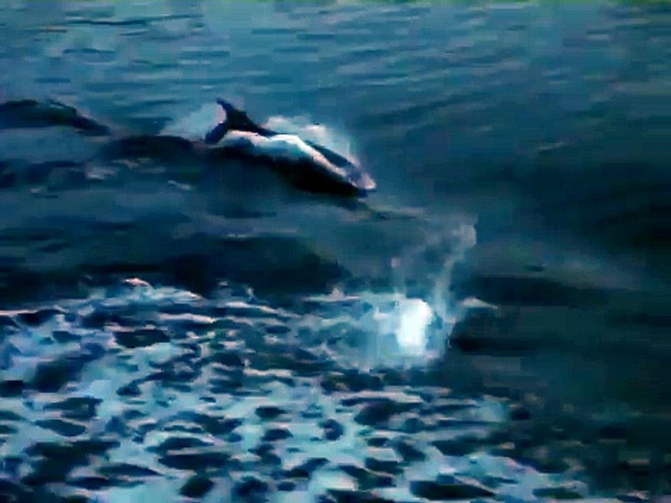 dolphins