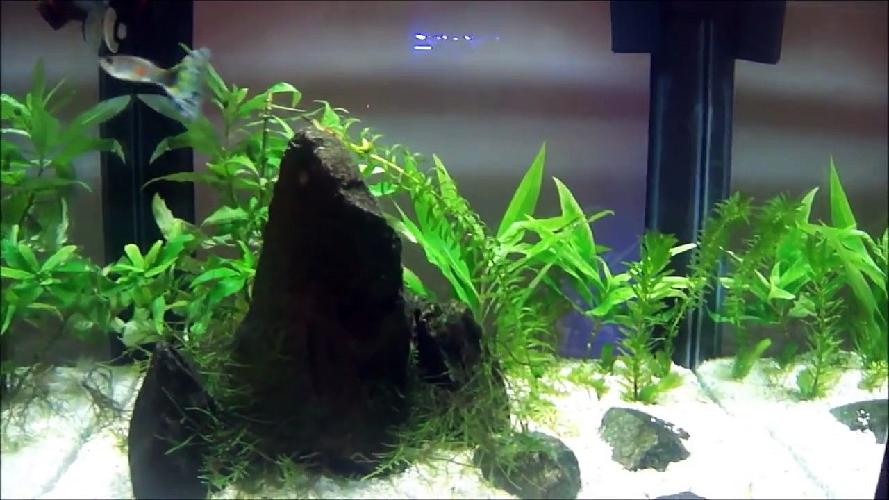 Aquarismo Pzu - Aquário de Guppy - Guppy Aquarium