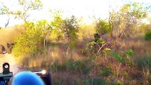 Baby Elephant Adorably Attempts To Intimidate Tourists