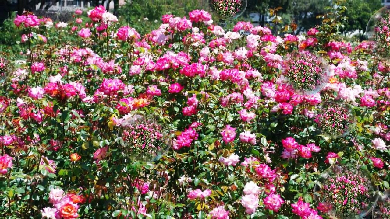 Rose Garden