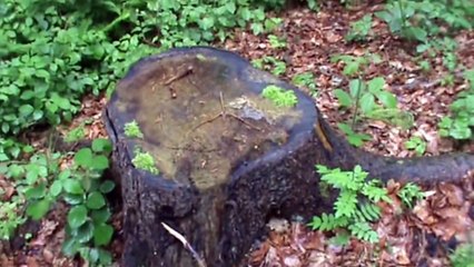 JAGD SALZLECKE STOCKSULZE