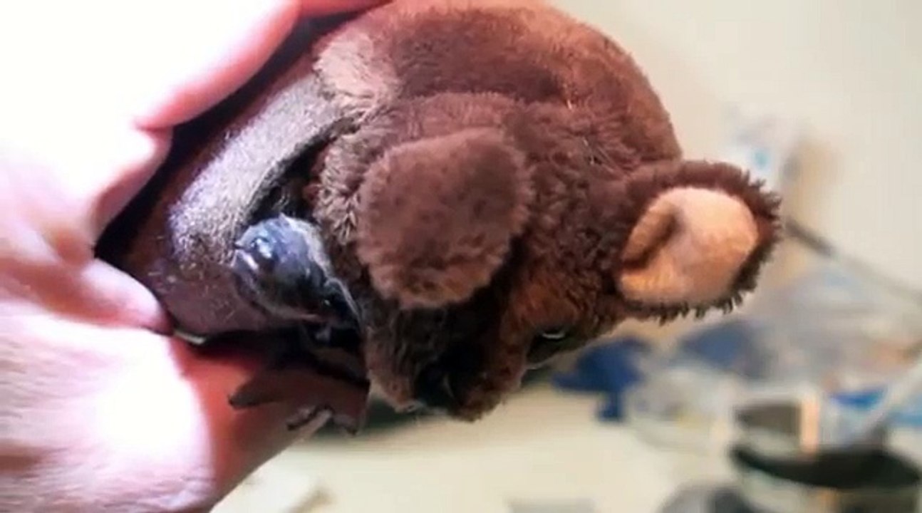Orphan Bat Enrichment.mp4