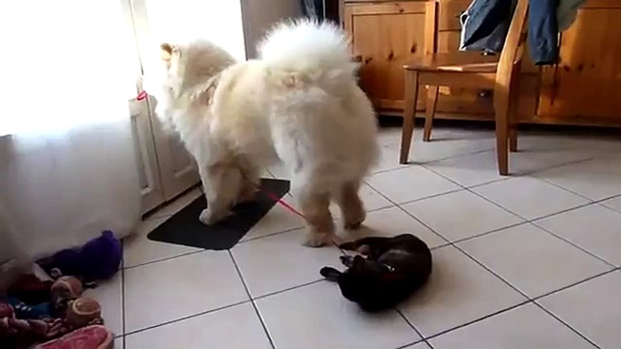Chow chow dog attempts to take kitten for walk