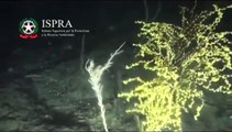 Sicilia, scoperto corallo dotato di luce propria. Si illumina al tocco