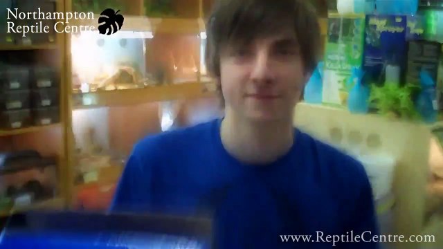 Misting the Day Geckos and White's Tree Frogs with a Lucky Reptile Maxi Sprayer