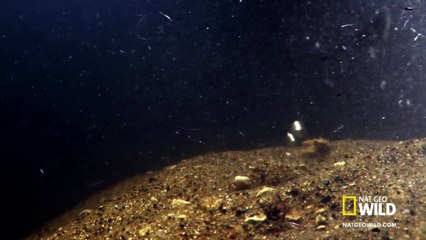 Paddlefish Parasites