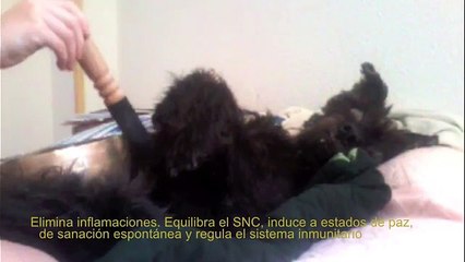 Terapias Naturales para Animales, Gastroenteritis en perros