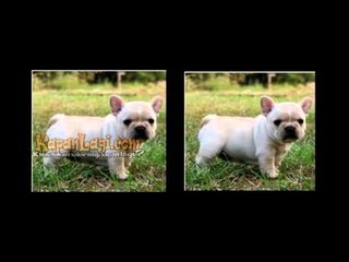 Rianti Cartwright Ingin Melihara Anjing di Rumah