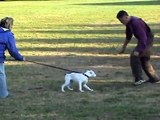 Glitch 16 week old American Bulldog Schutzhund protection training