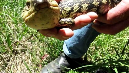 Blotched Blue-tongue Lizard