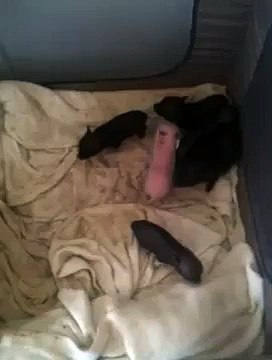 Teacup pigs playing pamperedpiglets.com