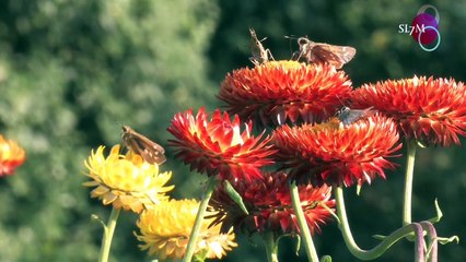 PEACEFUL WORDS OF HOPE WITH SCRIPTURE AND MUSIC--HD (1)