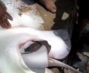 Caught On Camera- Fisherman Helps Stingray Give Birth