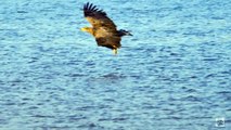 Jagende zeearenden in Nederland (zeldzame opnamen!)/ white tailed eagles hunting